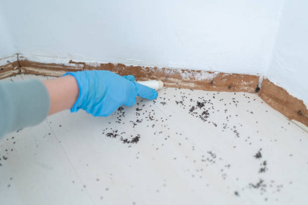 Best Affordable Pest Control Services  in Herculaneum, MO